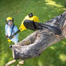 Best Stump Grinding and Removal  in Kittitas, WA