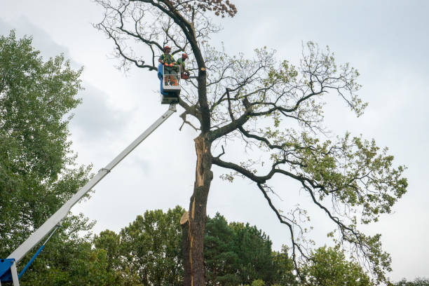 How Our Tree Care Process Works  in Kittitas, WA