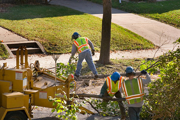 Best Fruit Tree Pruning  in Kittitas, WA